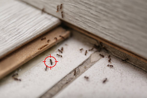 Best Pest Control Near Me  in Fulton, MS